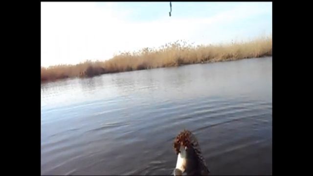 Открываем сезон открытой воды. (озеро Тишки, карась, апрель 2020). смотреть онлайн