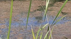 Змееголова. Ловля змееголов на лягушку! Как ловить змееголову на лягушку? Обман Змееголов.Рыбалка V