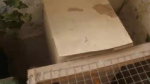 как я размножаю попугая у себя дома смотреть онлайн