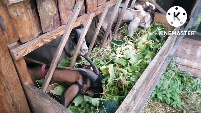 Прибавление. Сезон урожая. Мариную огурцы. смотреть онлайн