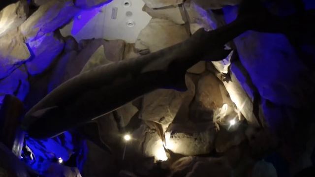 Приехали в большой океанариум Дубаи #1 Плавают огромные скаты и акулы ВЛОГ смотреть онлайн