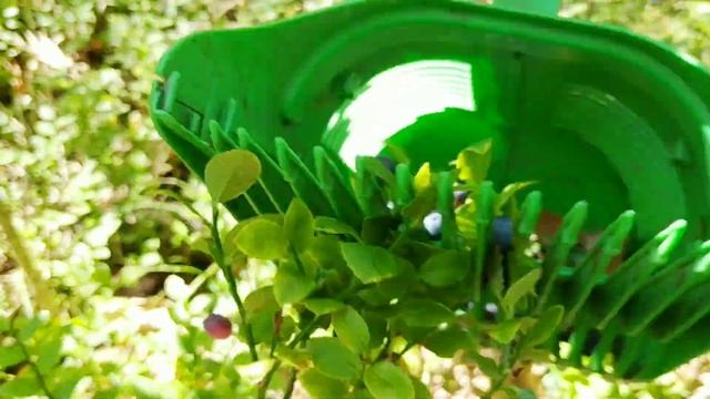 ЧЕРНИКА. Сбор Черники в Беларуси 2023. ПЕРВАЯ ЦЕНА!!! смотреть онлайн