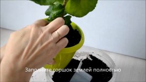 Пересадка комнатных цветов после покупки