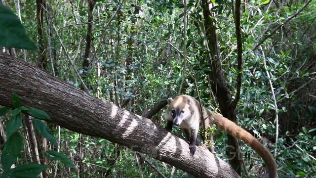 Mexico Coati Mundi wildlife jungle tree. The Coati or Coatimundi is wildlife animal, member of th.. смотреть онлайн
