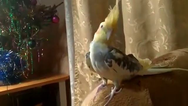 Попугай Корелла учится говорить Corella The Parrot Learns To Speak