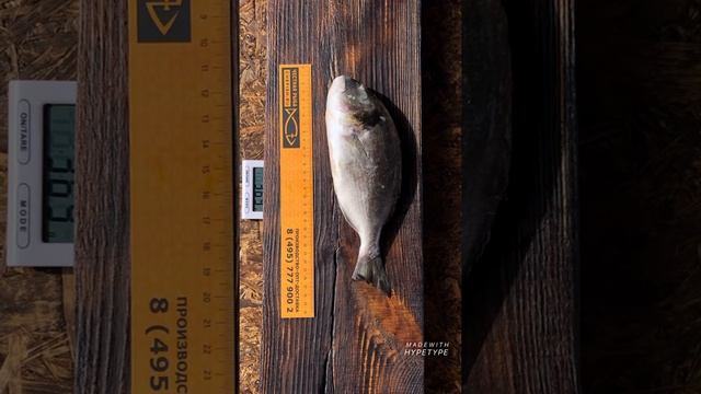 Дорадо 400-600 с/м ЧЕСТНАЯ РЫБА РУ смотреть онлайн