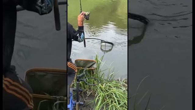 Это что за рыба? #fishing #лещ #fish #река #рыбалка #carpfishing #отдых смотреть онлайн