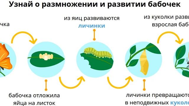 Размножение и развитие насекомых смотреть онлайн