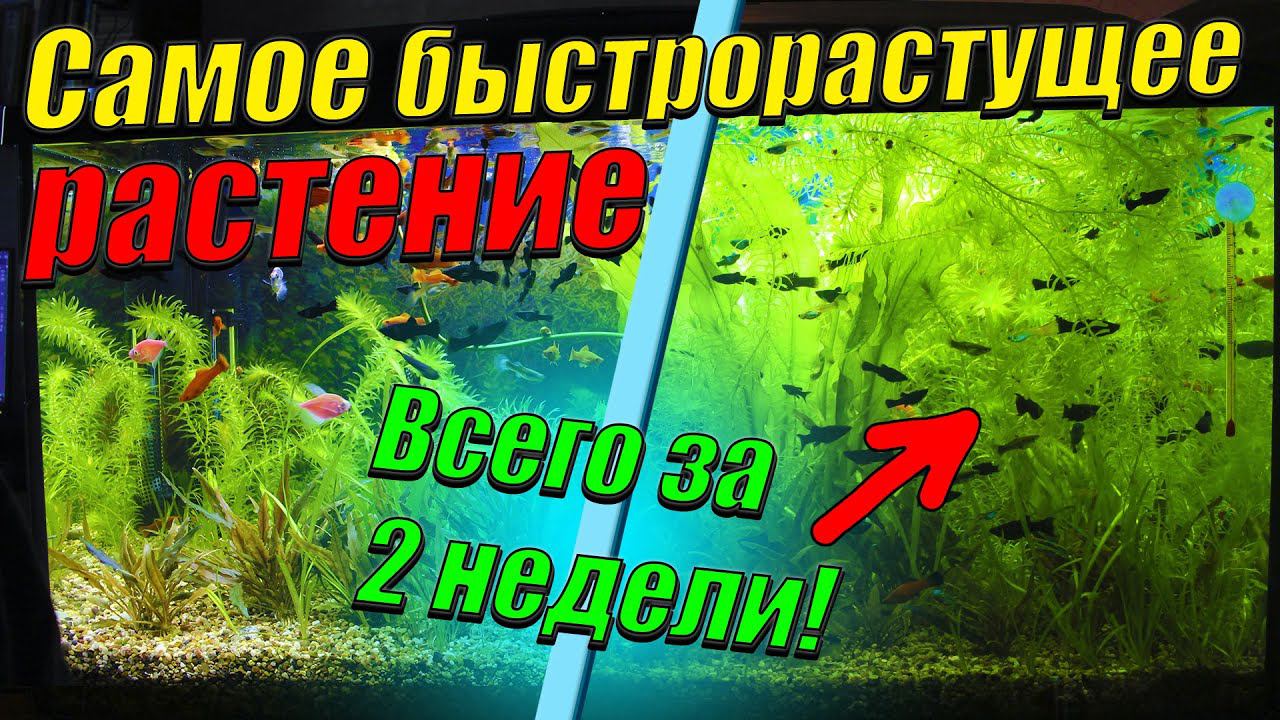 Самое быстрорастущее аквариумное растение! За 2 недели заполнило весь аквариум! смотреть онлайн