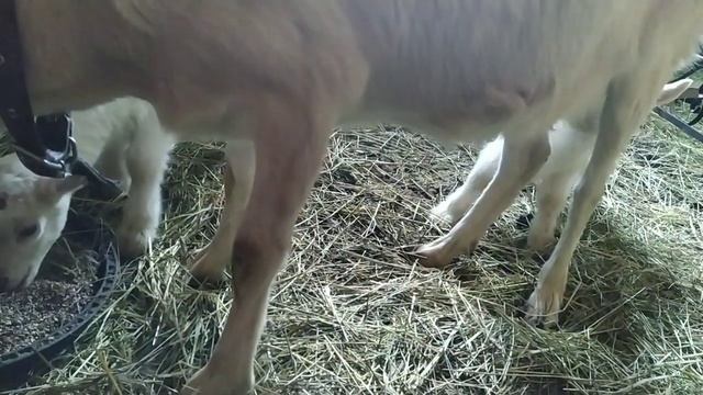 Варю настоящую уху. Отличный лайфхак вместо марли.Козлята едят зерно. Мать плохому не научит смотреть онлайн