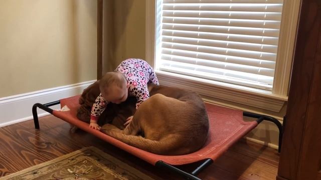 Baby and French Mastiff смотреть онлайн
