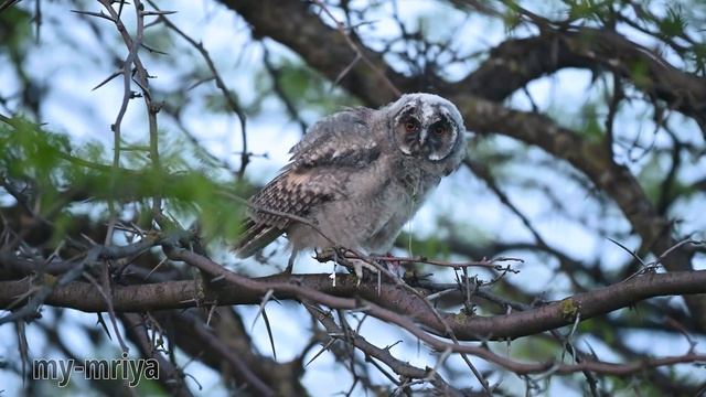 Ушастый совёнок ест мышь. смотреть онлайн