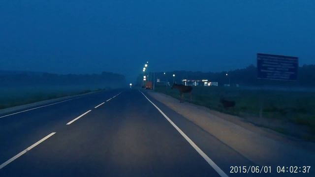 Лоси вышли к трассе. смотреть онлайн