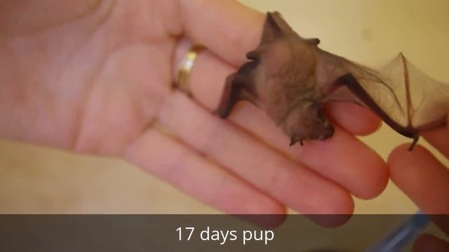 Bat (Pipistrellus kuhlii) pup feeding in captivity, Kharkiv, Ukraine смотреть онлайн