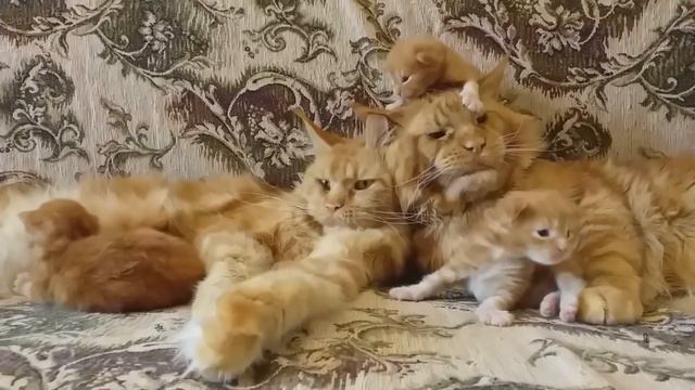 Семья кота Джокера смотреть онлайн