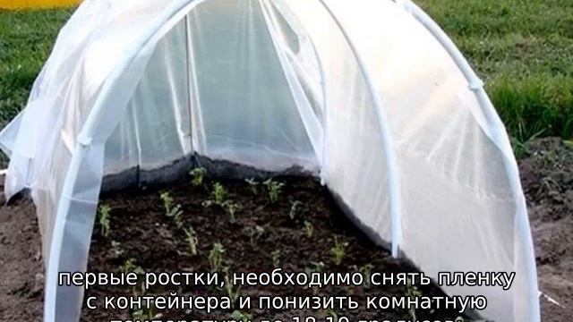 Томат Хали Гали смотреть онлайн