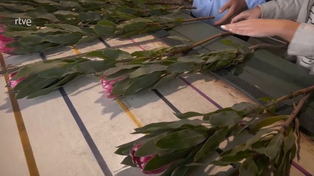 Proteas afectadas por el volcán de La Palma en Aquí la Tierra (TVE) (VII) смотреть онлайн