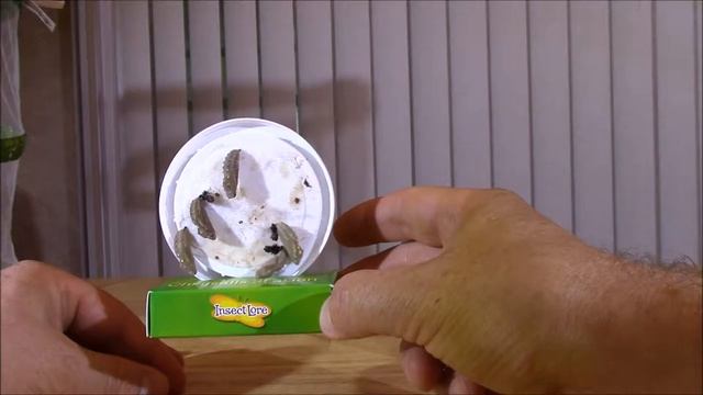 Опыты Дома Выращиваем Бабочек Такого Вы Ещё Не Видели Рождение Бабочки Butterfly Garden смотреть онлайн