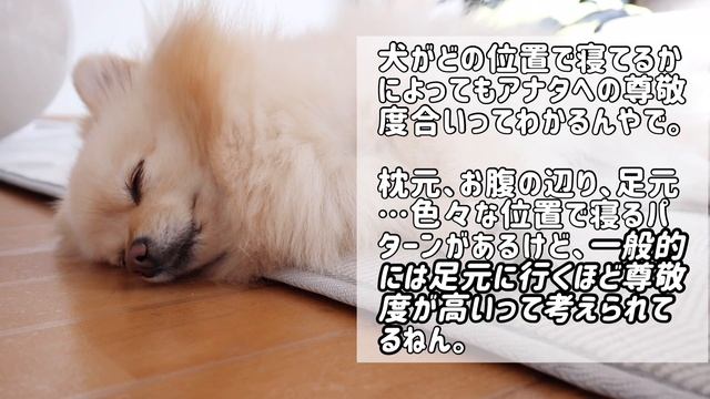 【犬 必要なもの】慕っている人にしかしない行動【犬の仕草】 смотреть онлайн
