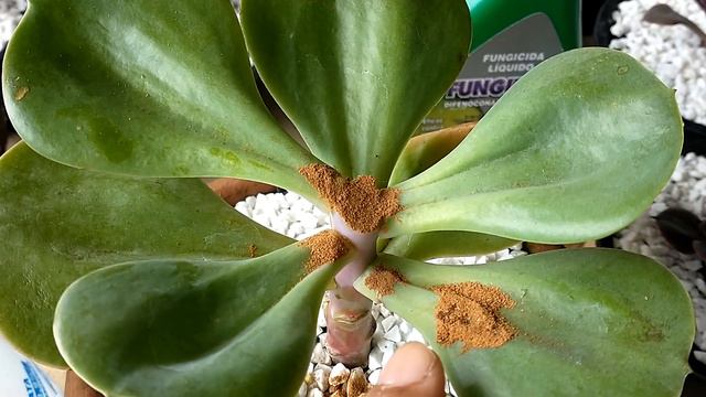 DECAPTACAO DAS ECHEVERIA S MANDALA E RAIBOW PARTE 1 смотреть онлайн