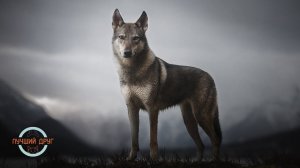 Лучший друг. Выпуск 14. Чешский влчак (Волчак, чехословацкая волчья собака)