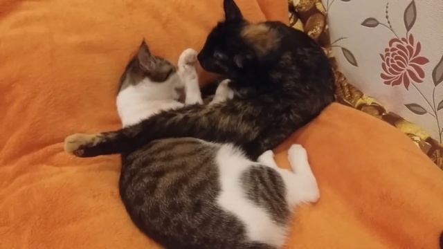 Мои кошечки лучшие подружки смотреть онлайн