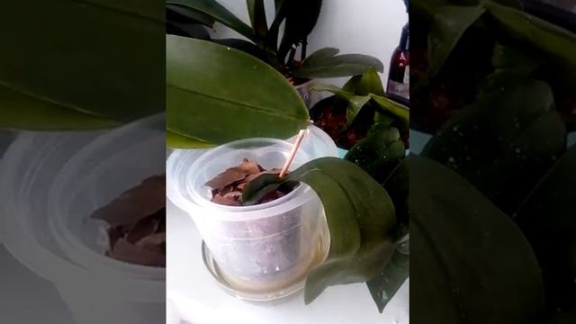 Результат опыления орхидеи. Собираемся урожай!)💃 смотреть онлайн