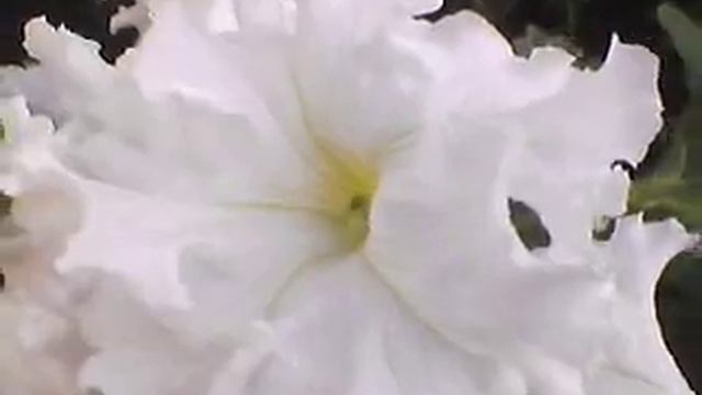 Петуния бахромчатая, 10 июня смотреть онлайн