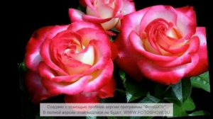 А я люблю такую