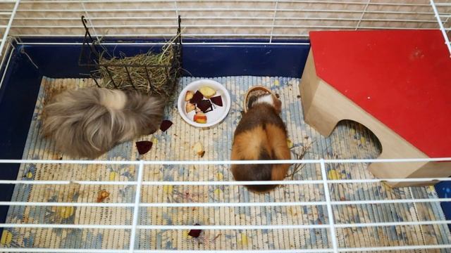 Как спасти морскую свинку от жары? Морская свинка перегрелась на солнце смотреть онлайн