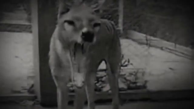 Последние кадры сумчатого волка. Тилацин смотреть онлайн