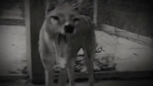 Последние кадры сумчатого волка. Тилацин