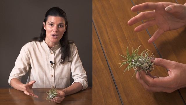 Tillandsia Ionantha Houseplant Care — 169 Of 365
