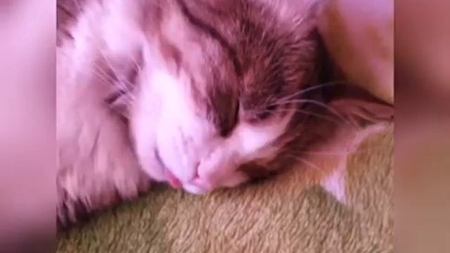 Клип киса киса мяу мяу смотреть онлайн