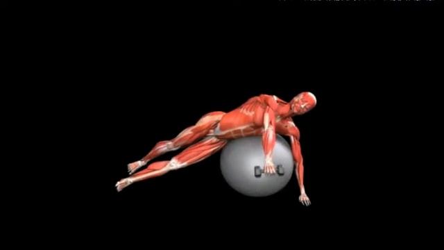 Разгибание плеча с гантелью лежа на фитболе на боку Stability Ball Dumbbell Side Raise смотреть онлайн