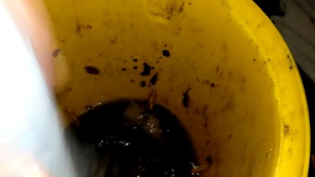 "НЕ" обычный затор канализации в кухне...даже черви завелись. смотреть онлайн