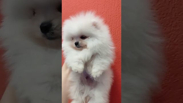 Белый померанский шпиц, миниатюрный мальчишечка. Продажа смотреть онлайн