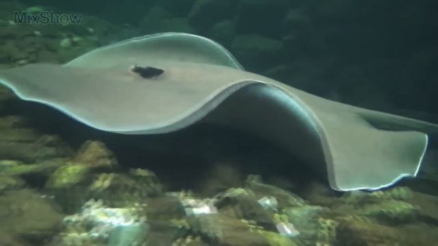 10 ДОИСТОРИЧЕСКИХ ЖИВОТНЫХ, КОТОРЫЕ ДОЖИЛИ ДО НАШИХ ДНЕЙ смотреть онлайн