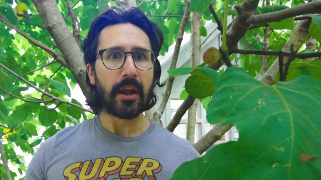 Figs have tiny dead wasps inside them (but they're ok to eat) смотреть онлайн