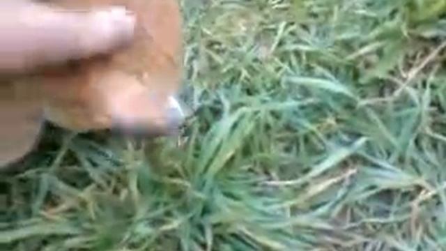 Кот поймал мыша и собирается его есть смотреть онлайн