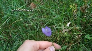 СОБИРАЮ РАСТЕНИЯ ДЛЯ ТРАВНИКА| Как сушить цветы для травника?