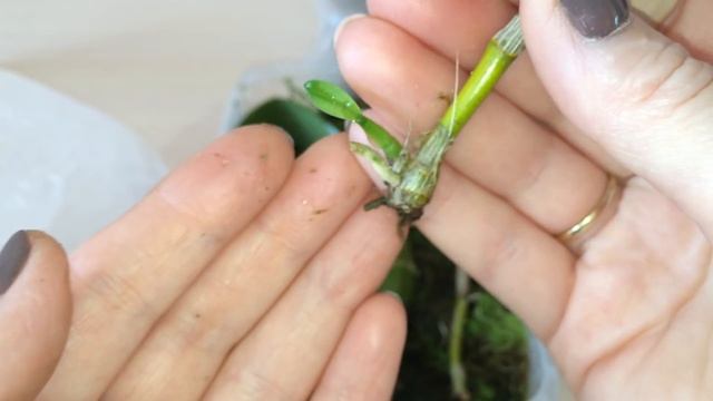 РАЗМНОЖЕНИЕ ДЕНДРОБИУМА часть 3. За 3 месяца у всех черенков появились детки. Орхидея дендробиум. смотреть онлайн