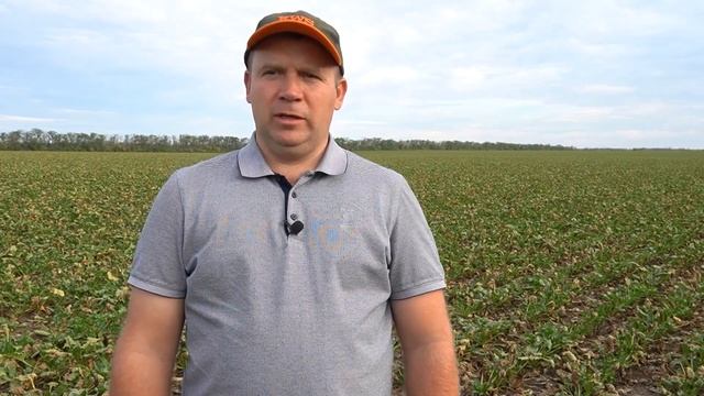 Церкоспороз сахарной свёклы: меры борьбы и профилактики. смотреть онлайн