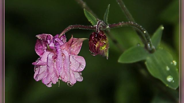 Аквилегия-туфелька эльфа смотреть онлайн