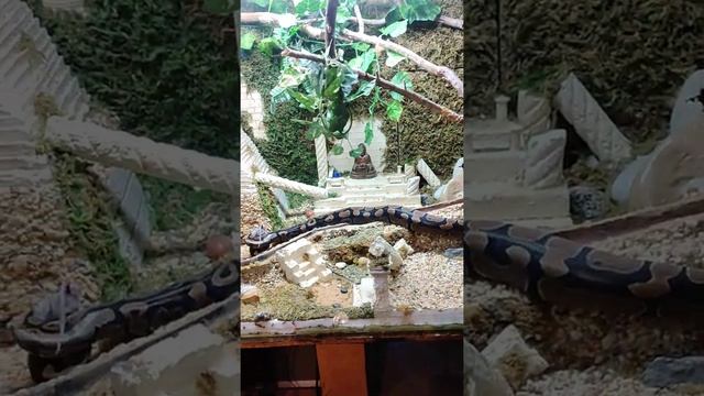Ball Python & Nile Monitor (Leroy&Cleo) смотреть онлайн