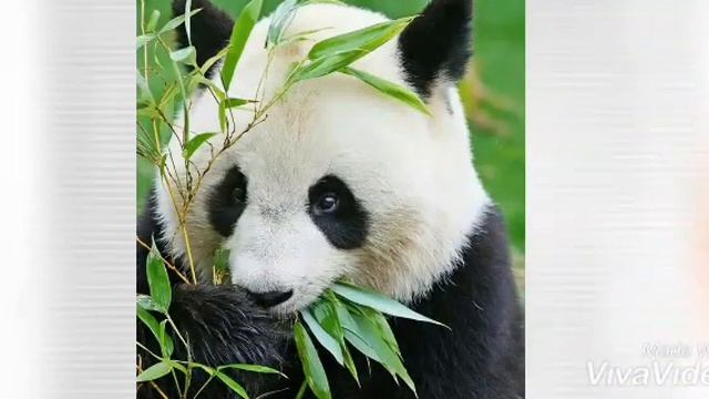 Интересные факты о хомяках/30 фактов и больше которых вы не знали?? смотреть онлайн