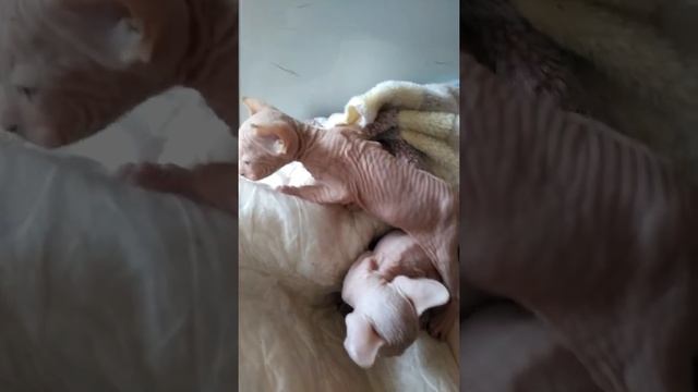 Котята канадского сфинкса. 4 недели смотреть онлайн