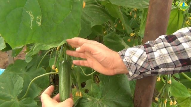 Выбираем огурец для посадки в теплице. В поисках теневыносливых огурцов. ОБЗОР смотреть онлайн