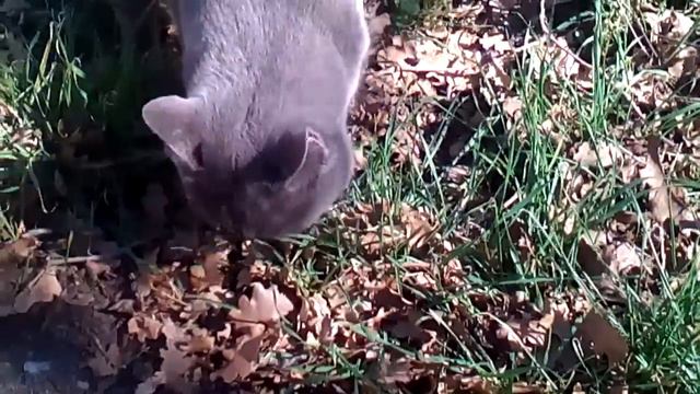 Шотландский кот смотреть онлайн