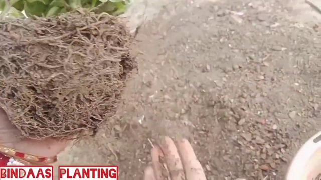 How to repot ENGLISH IVY with best potting mix+ some care tips смотреть онлайн